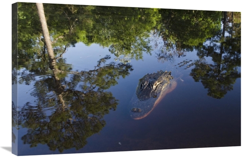 Global Gallery GCS-397938-2436-142 24 x 36 in. American Alligator on S