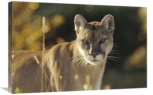 Global Gallery GCS-396408-2030-142 20 x 30 in. Mountain Lion or Cougar