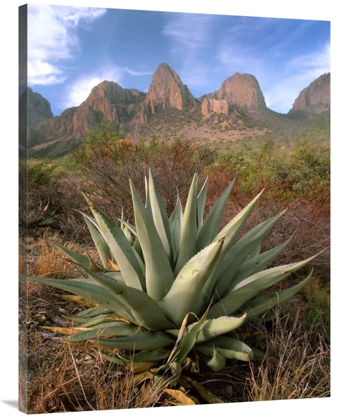 Global Gallery GCS-396744-3040-142 30 x 40 in. Chisos Agave & the Chis