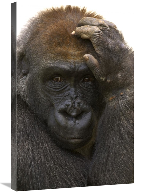 Global Gallery GCS-450849-2030-142 20 x 30 in. Western Lowland Gorilla