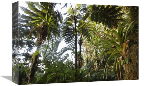 Global Gallery  12 x 18 in. Bromeliad & Tree Fern At 1500 Meters Altit