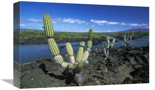 Global Gallery GCS-398462-1218-142 12 x 18 in. Giant Candelabra Cactus