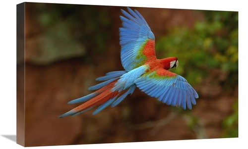 Global Gallery GCS-453222-1624-142 16 x 24 in. Red & Green Macaw Flyin
