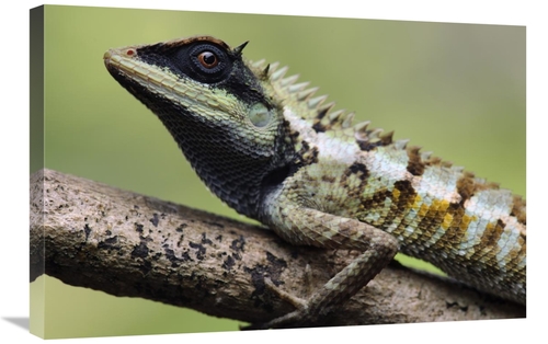 Global Gallery GCS-397547-2030-142 20 x 30 in. Forest Crested Agama Li