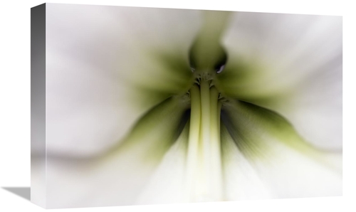 Global Gallery GCS-395679-1218-142 12 x 18 in. Amaryllis Flower, N