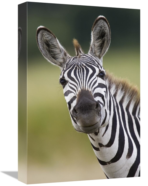 Global Gallery GCS-395810-1218-142 12 x 18 in. Burchells Zebra Portrai