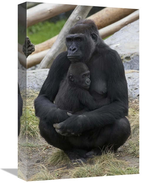 Global Gallery GCS-450901-1218-142 12 x 18 in. Western Lowland Gorilla