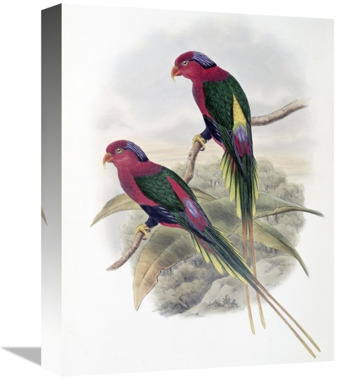 Global Gallery GCS-277791-16-142 16 in. Stella Parakeet Art Print - Jo