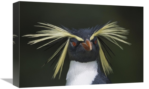 Global Gallery GCS-395617-1218-142 12 x 18 in. Rockhopper Penguin Port