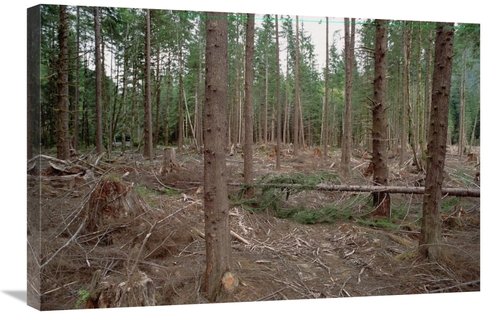 Global Gallery GCS-395778-2030-142 20 x 30 in. New Forestry Technique&