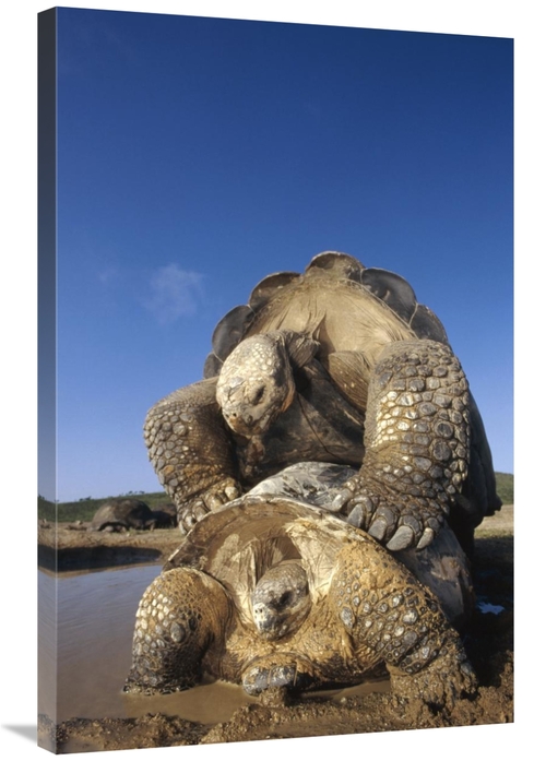 Global Gallery GCS-451374-2436-142 24 x 36 in. Galapagos Giant Tortois