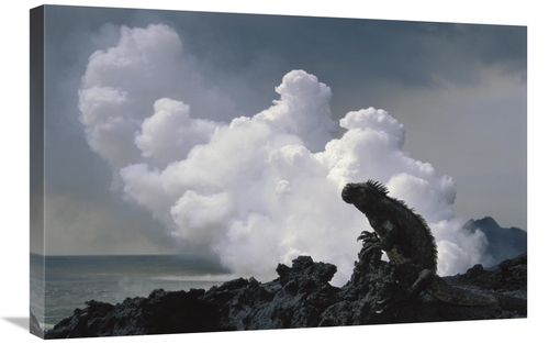 Global Gallery GCS-451199-2030-142 20 x 30 in. Marine Iguana & Steam F