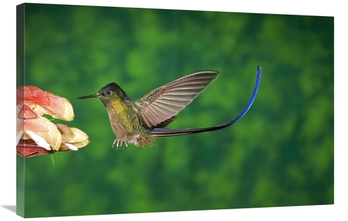 24 x 36 in. Violet-Tailed Sylph Hummingbird VIsiting Flower, Andes