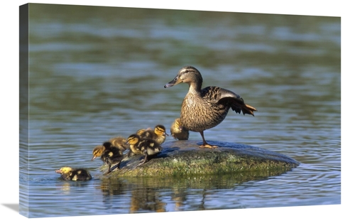 Global Gallery GCS-452339-2030-142 20 x 30 in. Mallard Mother with Duc