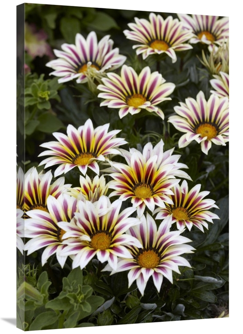 Global Gallery GCS-398397-2436-142 24 x 36 in. Gazania Big Kiss White 