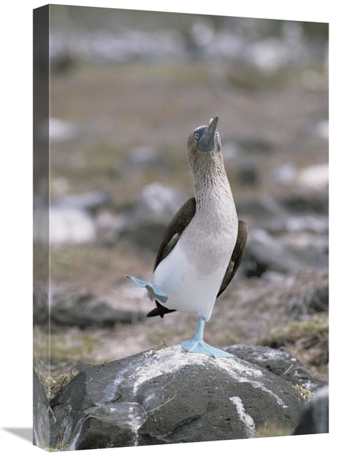 Global Gallery GCS-452411-1624-142 16 x 24 in. Blue-Footed Booby in Co