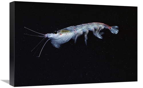 Global Gallery GCS-450634-1624-142 16 x 24 in. Antarctic Krill, An