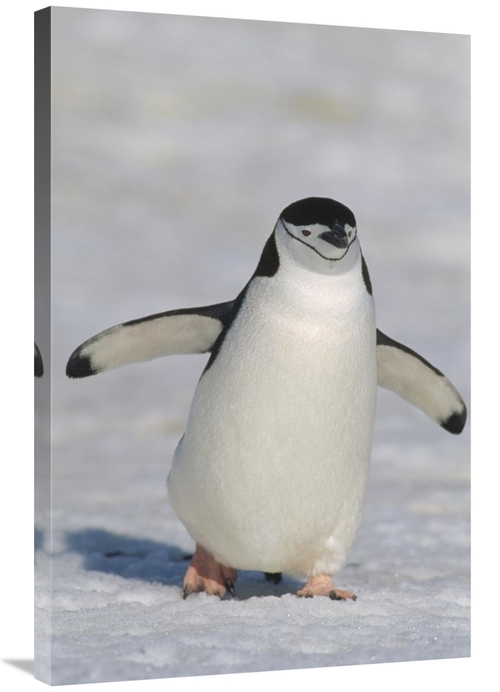 Global Gallery GCS-452393-2436-142 24 x 36 in. Chinstrap Penguin Walki
