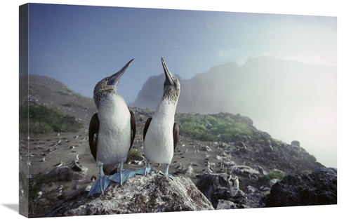 Global Gallery GCS-451151-2030-142 20 x 30 in. Blue-Footed Booby Pair&