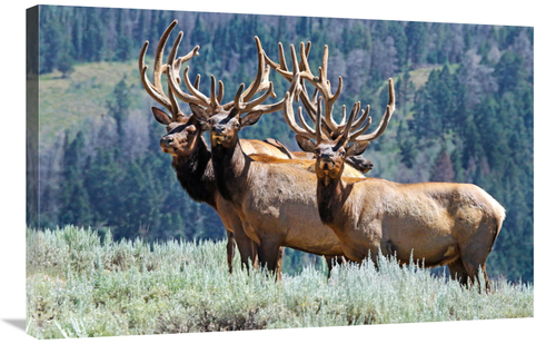 Global Gallery GCS-486489-36-142 36 in. Summer Velvet Art Print - Vic 