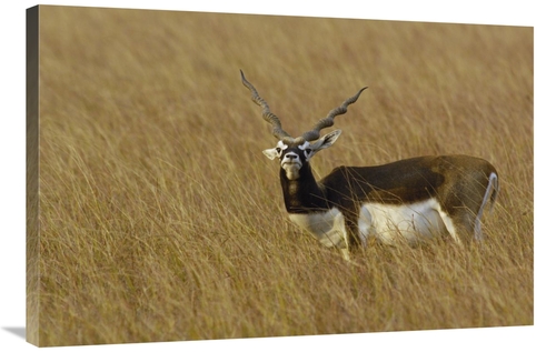 Global Gallery GCS-453065-2436-142 24 x 36 in. Blackbuck Male, Vel