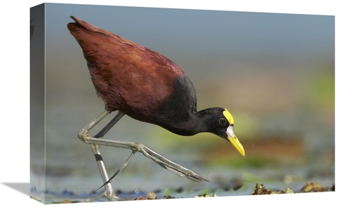 Global Gallery GCS-396055-1218-142 12 x 18 in. Northern Jacana Foragin