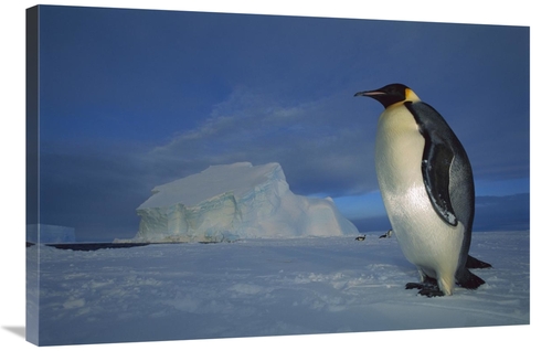 Global Gallery GCS-451731-2436-142 24 x 36 in. Emperor Penguin on Sea 