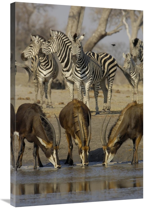 Global Gallery GCS-453264-2436-142 24 x 36 in. Sable Antelope At Water