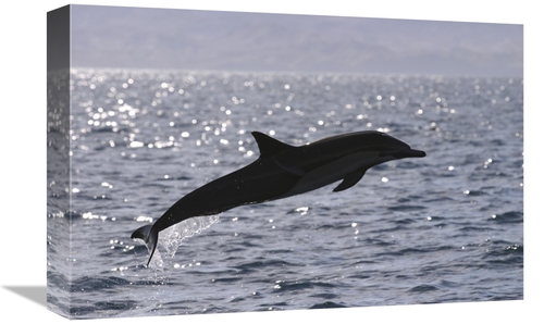 Global Gallery GCS-453555-1218-142 12 x 18 in. Short-Beaked Common Dol