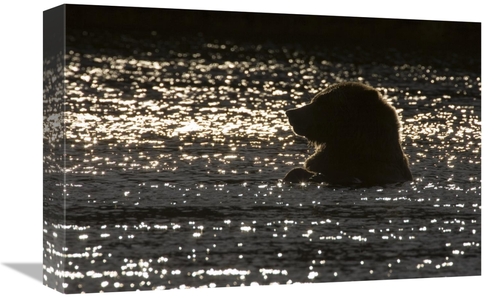 Global Gallery GCS-395418-1218-142 12 x 18 in. Grizzly Bear in Water&#