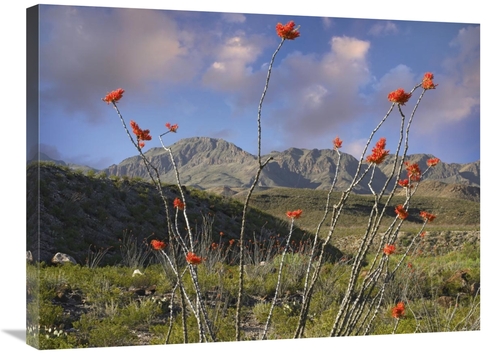 Global Gallery GCS-396562-2432-142 24 x 32 in. Ocotillo Big Bend Ranch