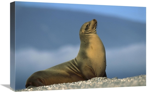 Global Gallery GCS-451755-1624-142 16 x 24 in. Galapagos Sea Lion Fema