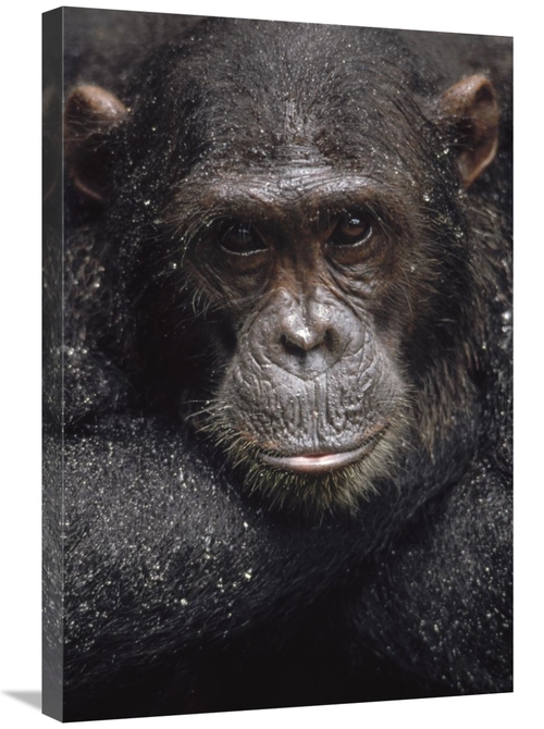 Global Gallery GCS-452773-2030-142 20 x 30 in. Chimpanzee Named Frodo 