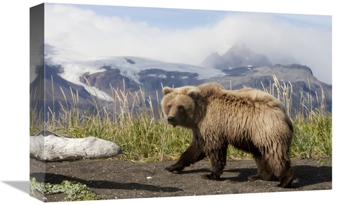Global Gallery GCS-395419-1218-142 12 x 18 in. Grizzly Bear Yearling&#