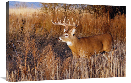 Global Gallery GCS-486647-36-142 36 in. Whitetail Buck Art Print - Vic