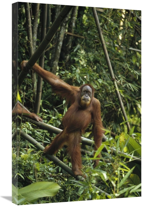 Global Gallery GCS-452479-2030-142 20 x 30 in. Orangutan Standing on F