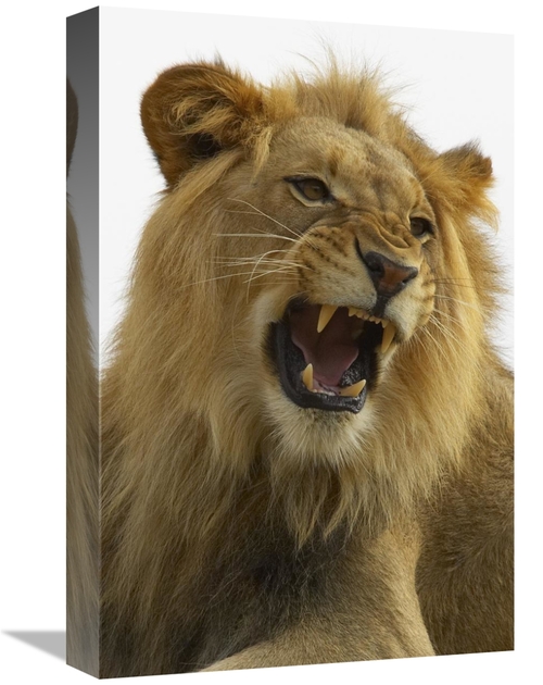 Global Gallery GCS-450861-1218-142 12 x 18 in. African Lion Male Growl