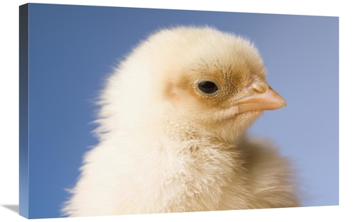 Global Gallery GCS-395703-2030-142 20 x 30 in. Domestic Chicken, B