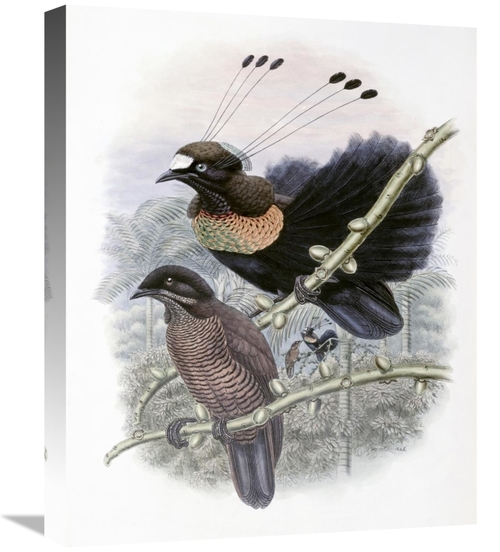 Global Gallery GCS-277770-22-142 22 in. Lawes Bird of Paradise Art Pri