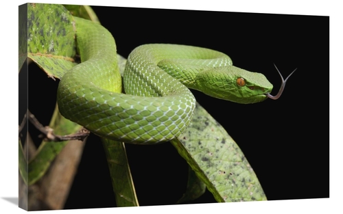 Global Gallery GCS-397549-2030-142 20 x 30 in. Sabah Bamboo Pitviper&#