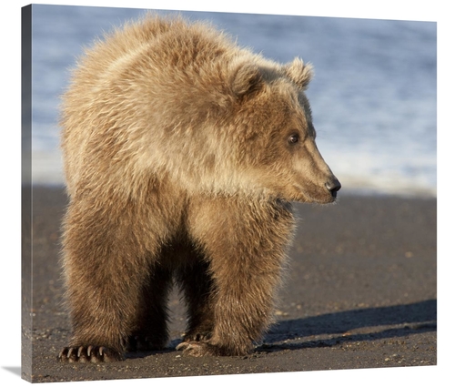 Global Gallery GCS-395420-36-142 36 in. Grizzly Bear Yearling, Kat