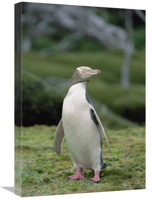 Global Gallery GCS-452459-1624-142 16 x 24 in. Yellow-Eyed Penguin Alb