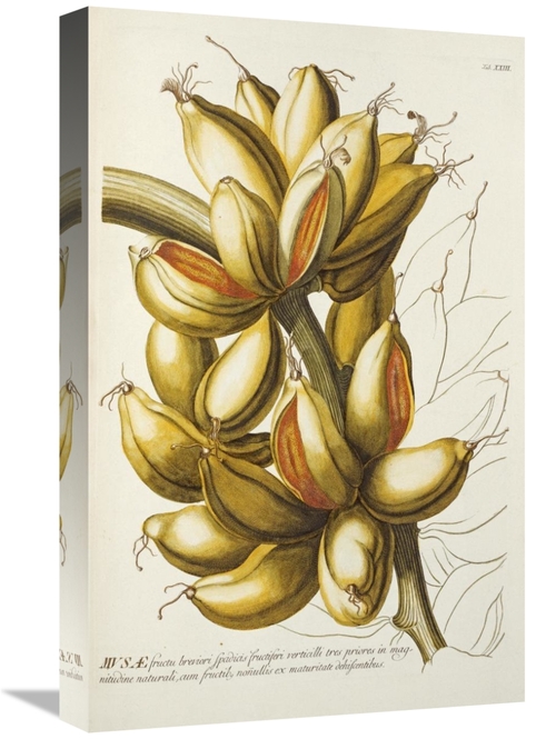 Global Gallery GCS-266268-22-142 22 in. Musae Art Print - Georg Dionys