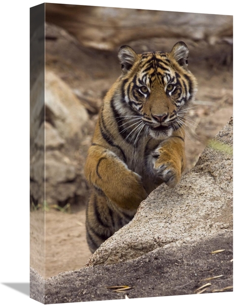 Global Gallery GCS-450922-1218-142 12 x 18 in. Sumatran Tiger Cub Jump