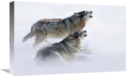 Global Gallery GCS-486648-22-142 22 in. Brothers Howling Art Print - V