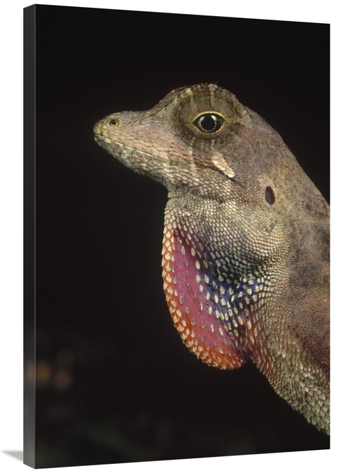 Global Gallery GCS-450923-2436-142 24 x 36 in. Anolis Lizard Portrait&