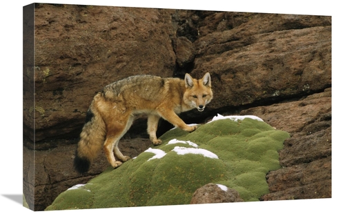 Global Gallery GCS-453129-1624-142 16 x 24 in. Andean Red Fox Altiplan