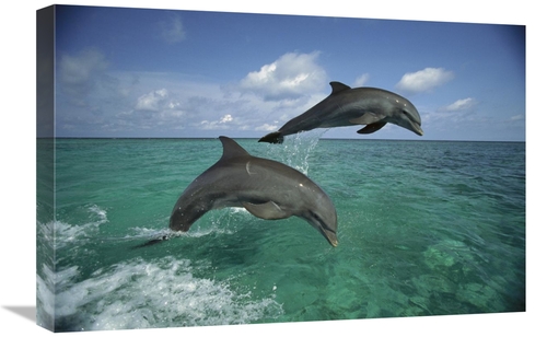 Global Gallery GCS-452637-1624-142 16 x 24 in. Bottlenose Dolphin Pair