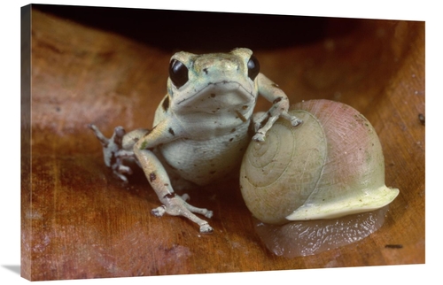 Global Gallery GCS-450753-2436-142 24 x 36 in. Strawberry Poison Dart 