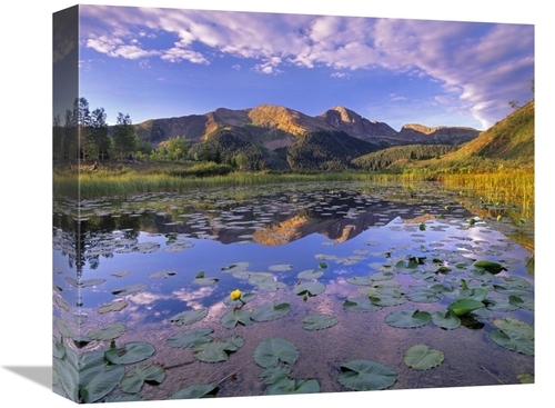 Global Gallery GCS-397000-16-142 16 in. Lily Pads & Reflection of Snow
